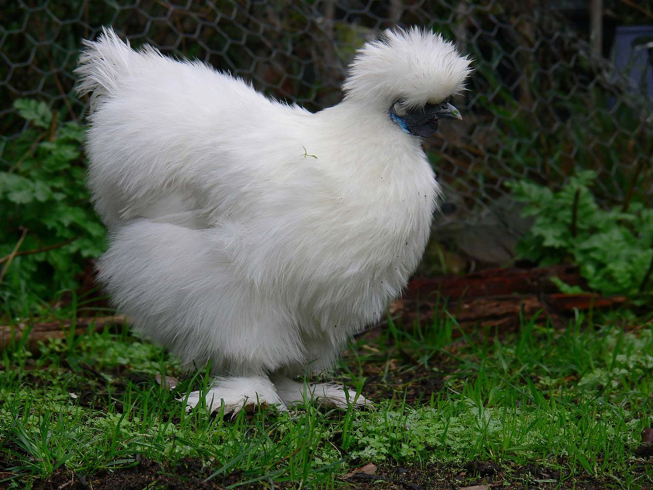 Crazy Hair Chicken Breeds for Your Backyard Flock